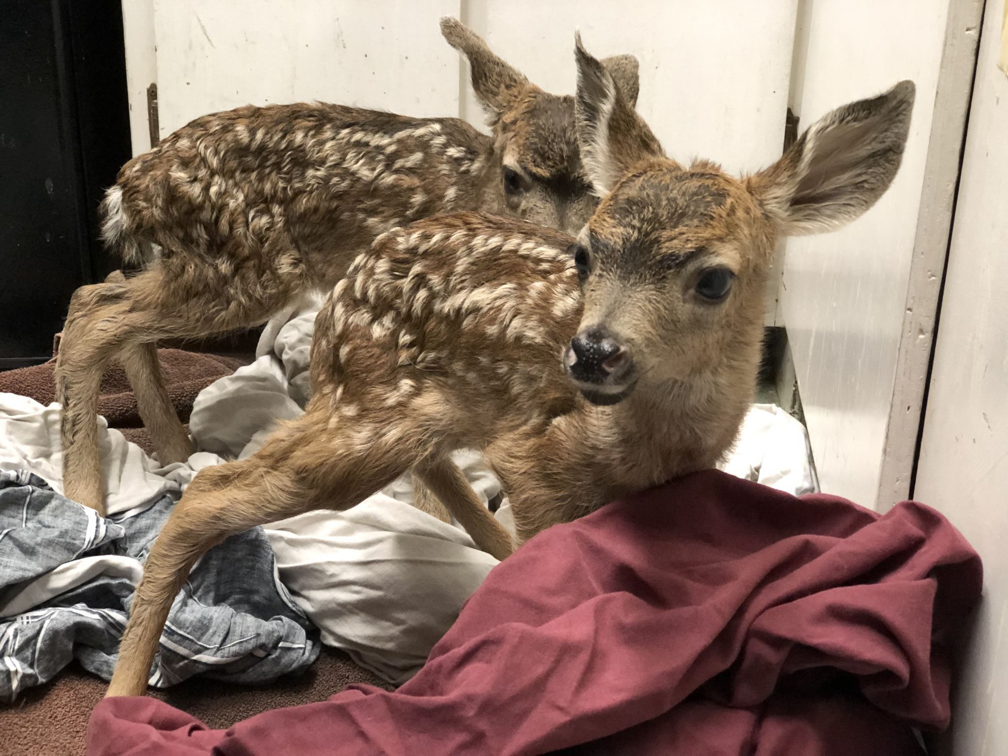 Truck Kills Mother Deer Just After Her Two Fawns Are Born