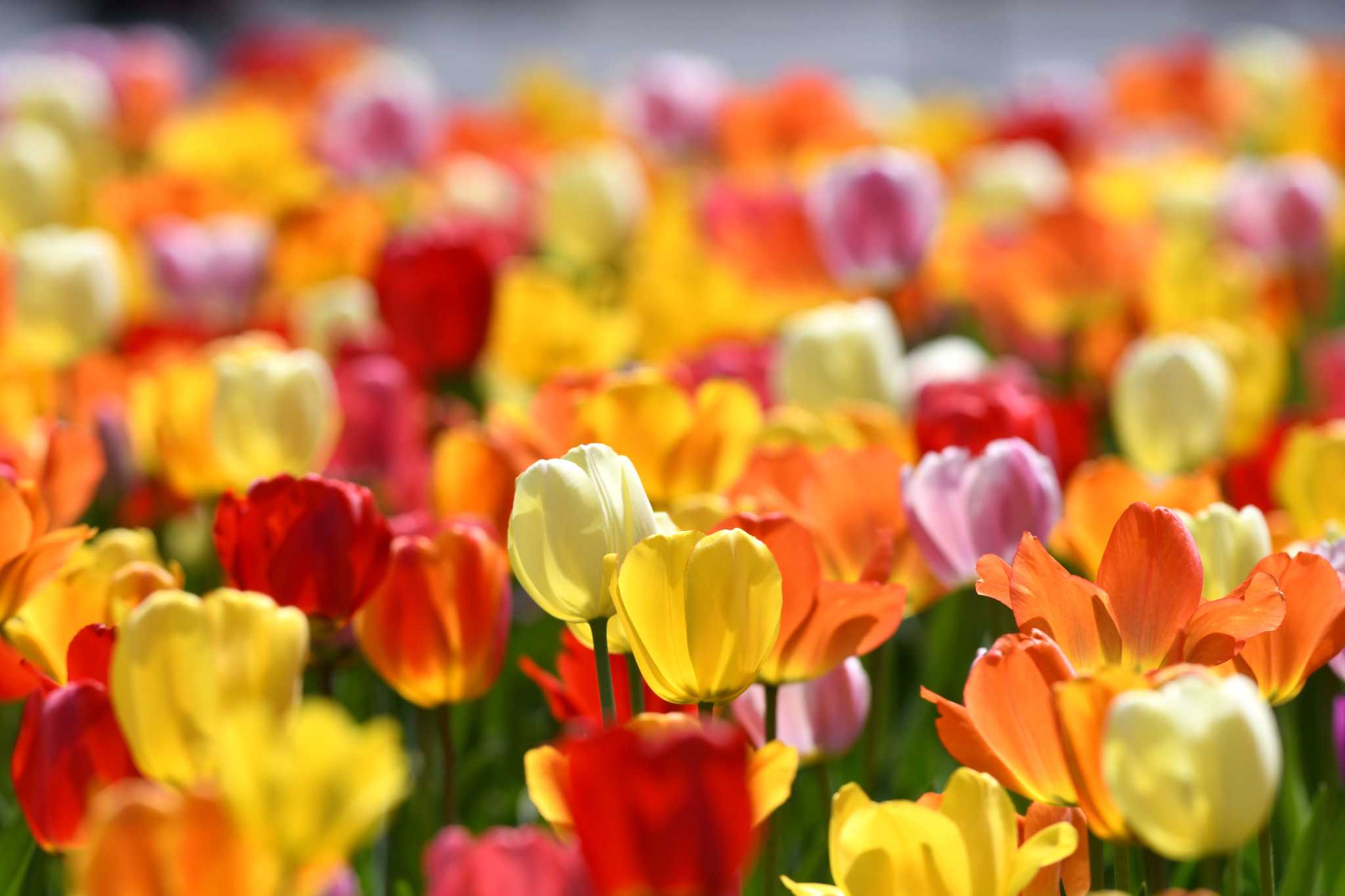 Photos Tulip Queens through the years