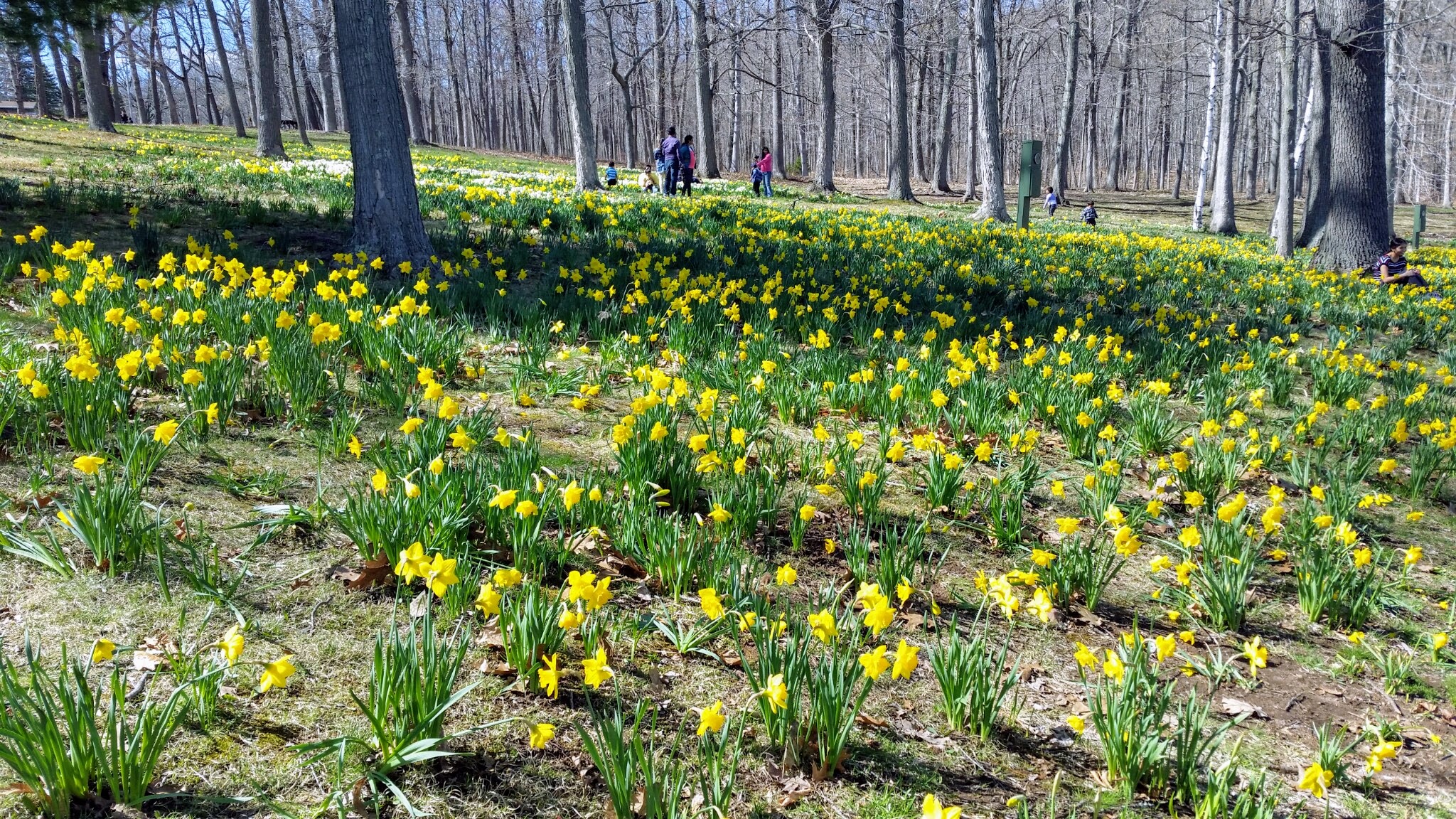 Meriden's Daffodil Festival in Hubbard Park returns