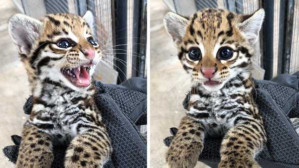 Ocelot hotsell kitten price