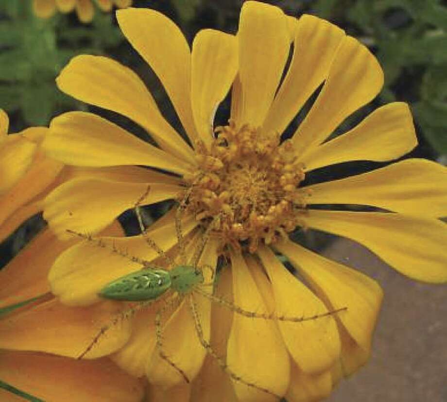 May Checklist For The Organic Garden The Courier