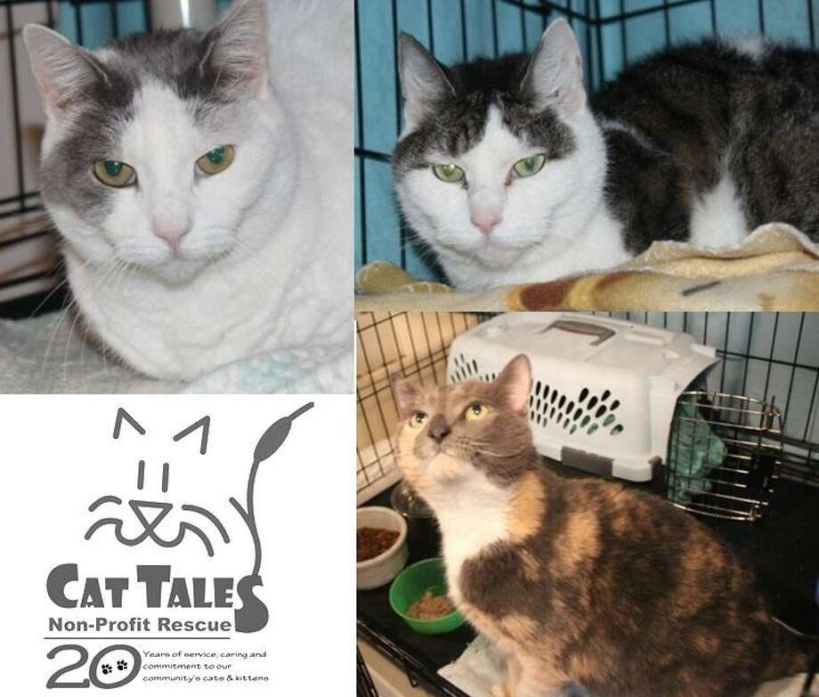 Pets Of The Week Spotsie Simone And Mittens The Middletown Press