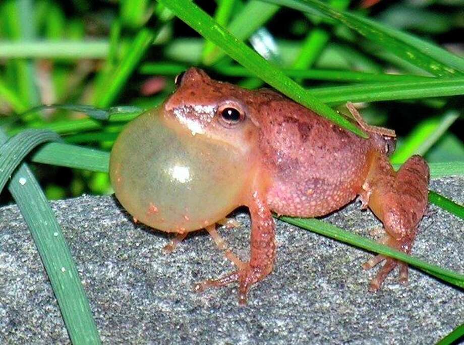 Peep Parade Many Species Of Frogs Call Mid Michigan Their