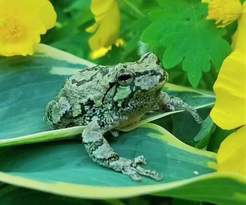 Peep Parade Many Species Of Frogs Call Mid Michigan Their Pad