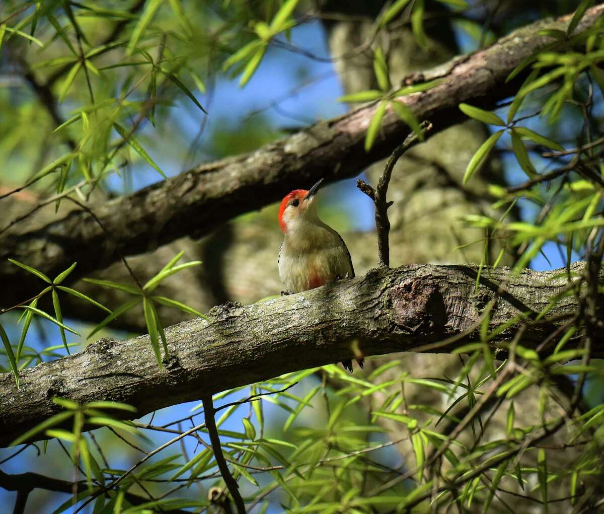 A red-bellied woodpecker in the District of Columbia's Rock Creek Park. The eBird Project blends birdwatchers' sightings with satellite photos and data about many species. The combination produces precise digital maps predicting when and where threatened and endangered birds migrate.