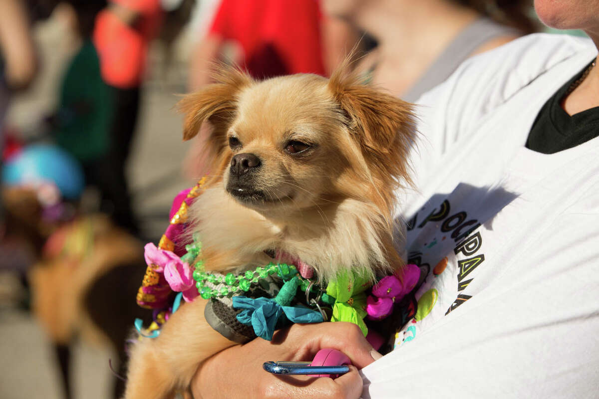 Pups has their time to party and shine during Fiesta at the Pooch Parade on Friday, April 27, through the streets of Alamo Heights.
