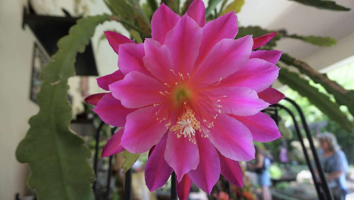 An orchid cactus at the Kingwood Garden Club's 2019 Home and Garden Tour on April 26 in Kingwood.