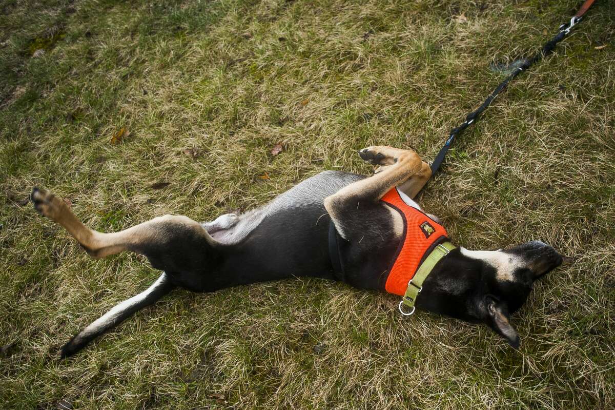 Jack, a three-legged, 2-year-old German shepherd mix who was recently adopted by Deirdre Crean and John McKelvey, rolls around in the grass during a walk on Monday, April 29, 2019 in Midland. (Katy Kildee/kkildee@mdn.net)
