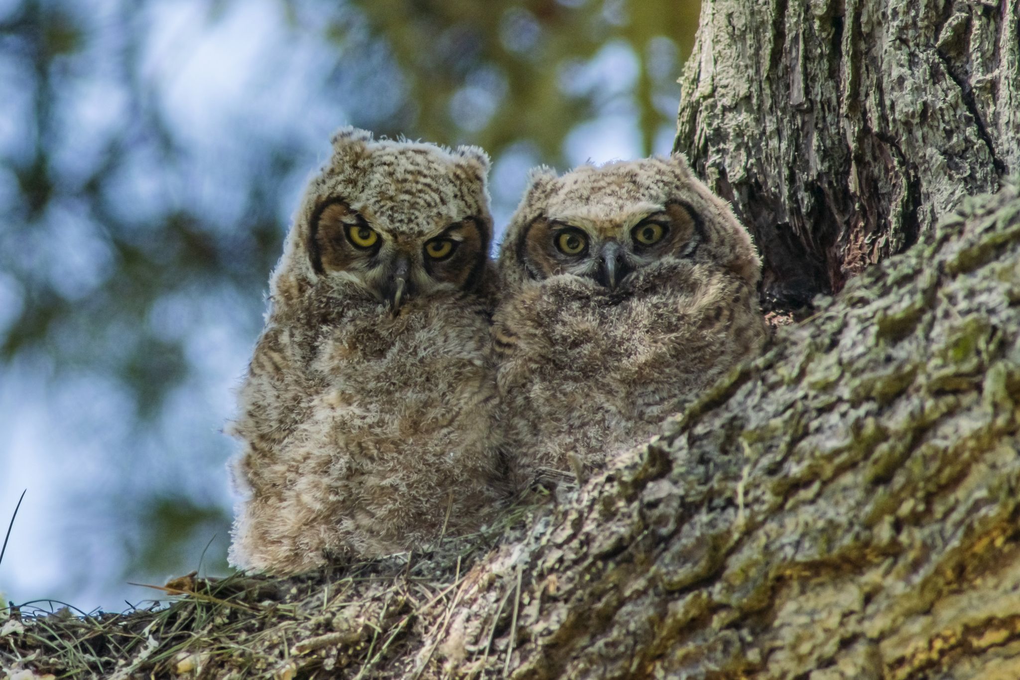 Baby owls, egrets are a hoot in Golden Gate Park