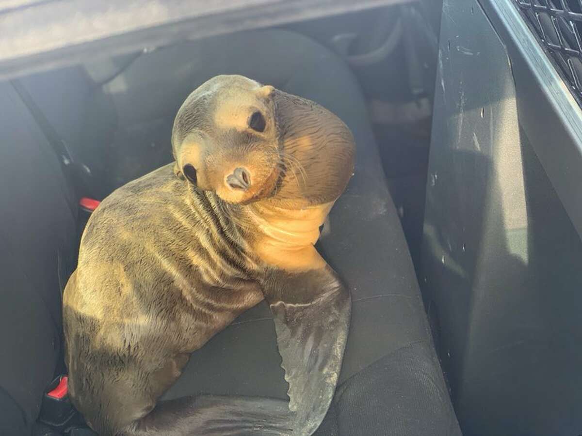A wayward young sea lion was found on Highway 101 in South San Francisco on April 30, 2019. The little guy was rescued safely.