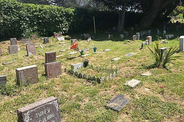 holistic dog biscuits