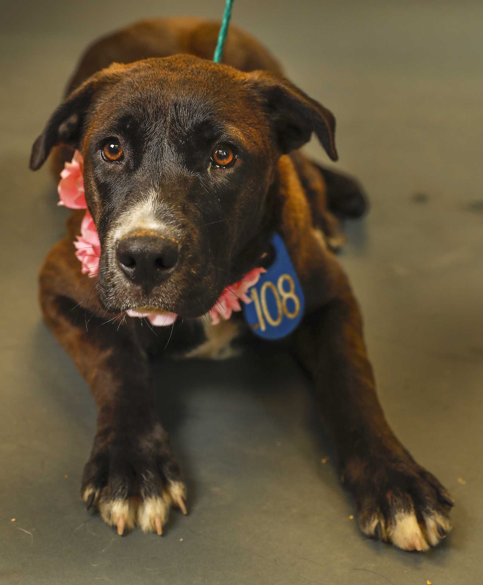 Harris County animal shelter in capacity crisis, drops fees to 10