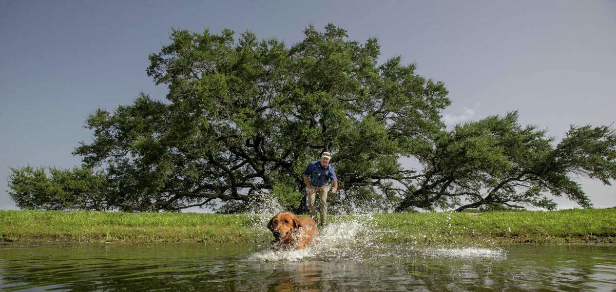 Cayenne, a labrador retriever, can assist on waterfowl hunts at Spread Oaks Ranch.