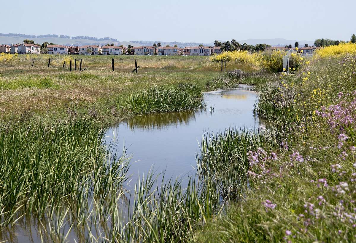 Homes are seen against the Oro Loma marshland along the Heron Bay Trail in Hayward, Calif., Wednesday, May 1, 2019.