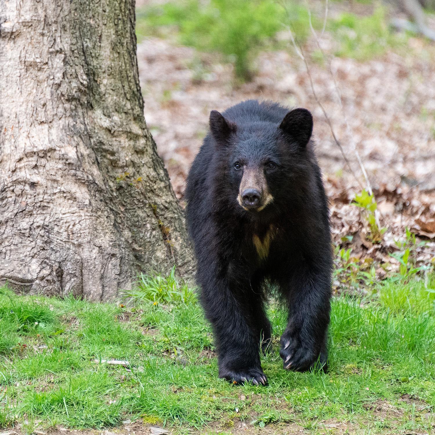 Bear spotted in New Milford yard