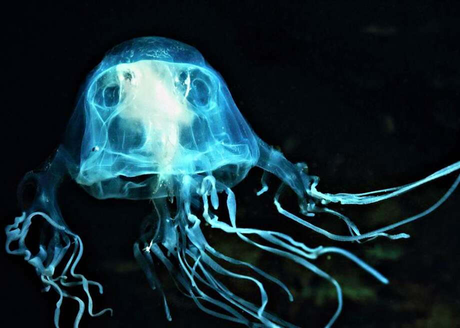 How to handle the worldwide jellyfish threat (no, don't treat stings