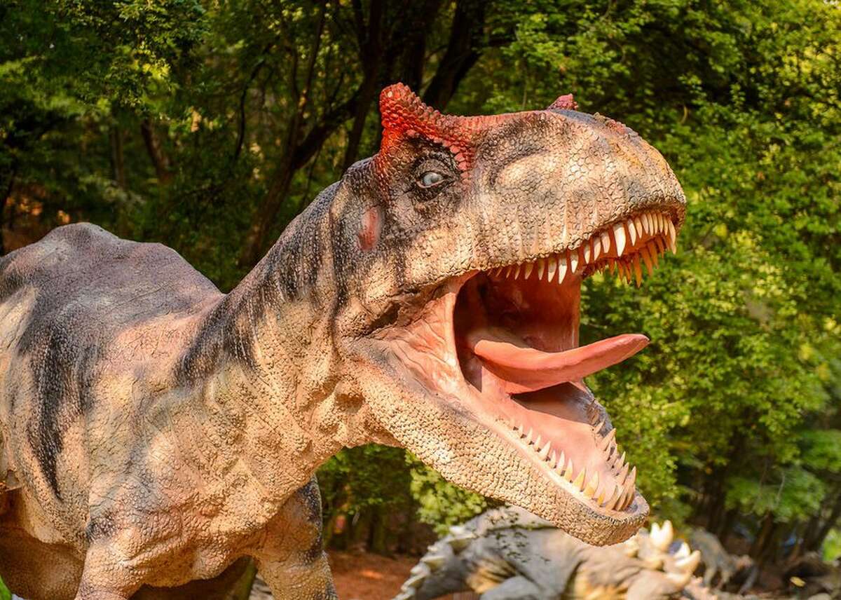 boneheaded dinosaur