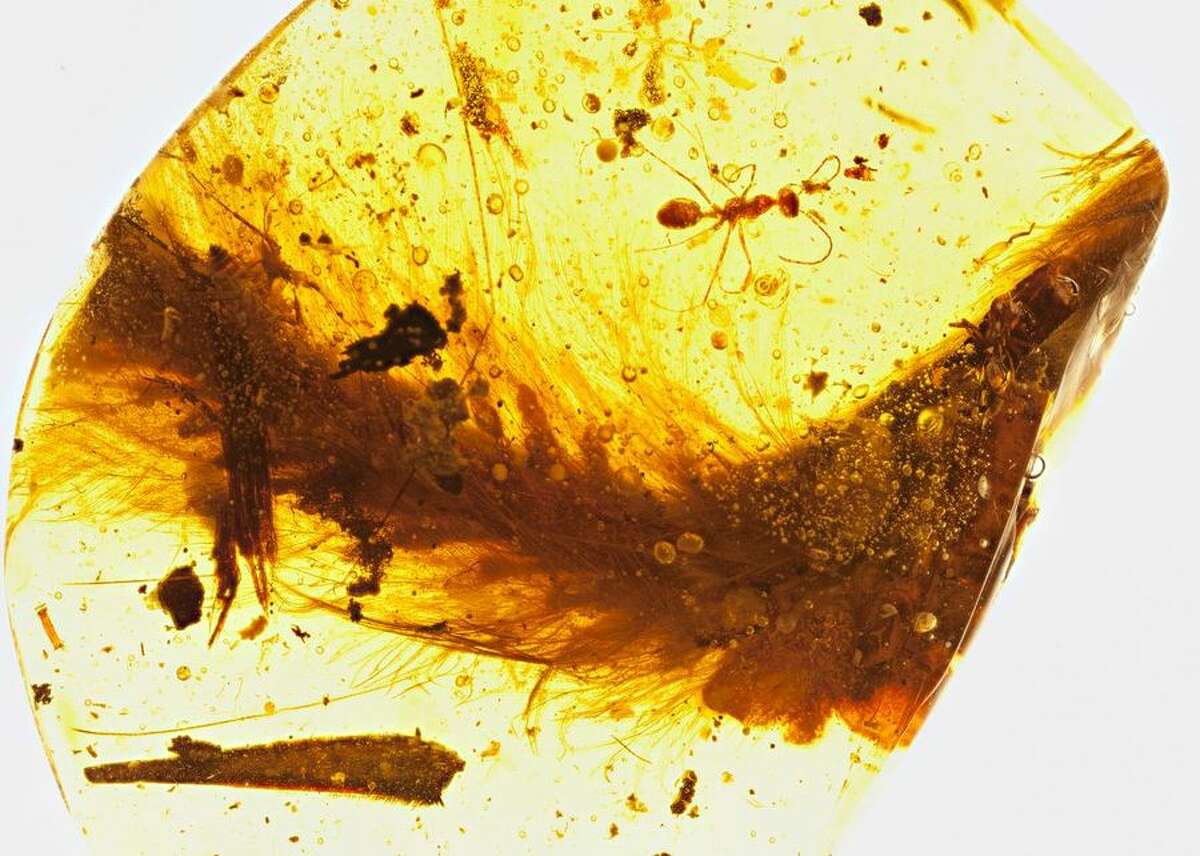 smallest dinosaur in amber