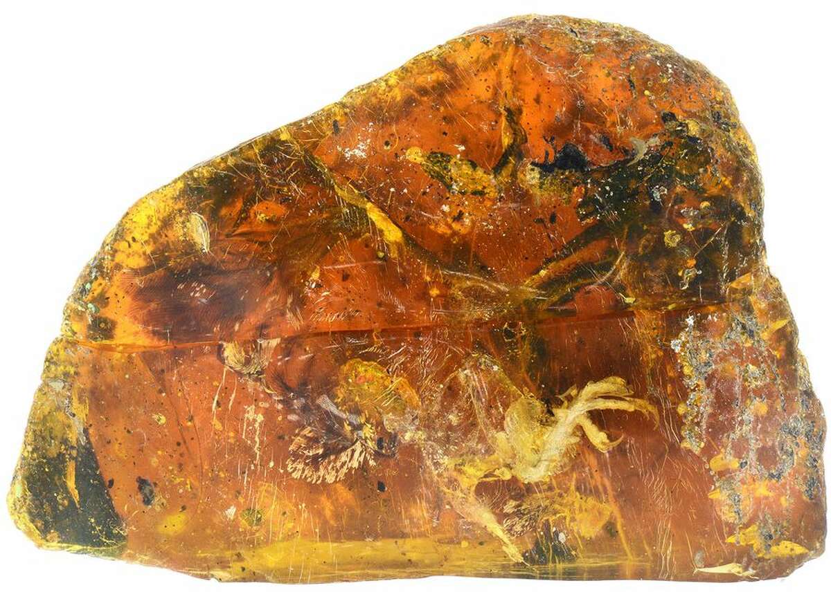 tiny dinosaur in amber