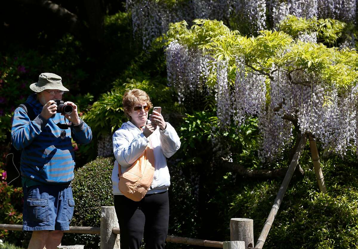 Visiting on their honeymoon from Des Moines, Maurice and Sheri Passwater snaps photos in the Japanese Tea Garden at Golden Gate Park in San Francisco, Calif. on Thursday, May 2, 2019. “If they charge more, it’s well worth it,” Maurice Passwater said. The Recreation and Parks Commission is considering an increase to entry fees to address much needed repairs and improvements.