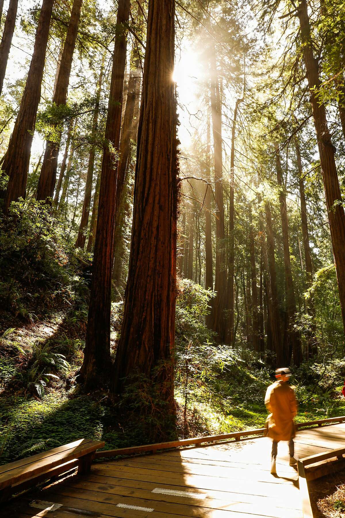 A man looks passes by Redwood trees as he walk through Muir Woods in Mill Valley, California, on Monday, April 22, 2019.