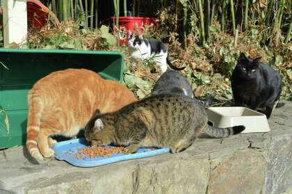 feeding feral cats download