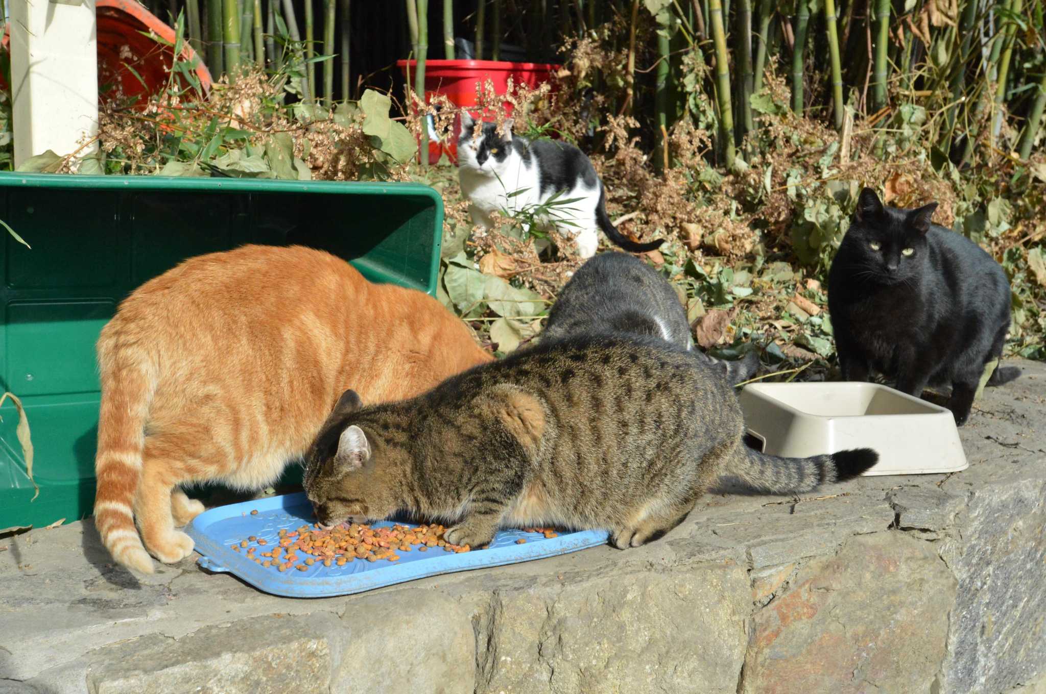 Man not a fan of of his neighbor feeding feral cats