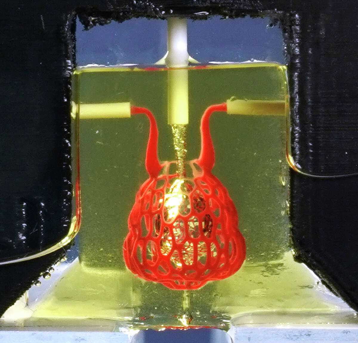 A 3D printed hydrogel model of a lung-mimicking air sac in which airways deliver oxygen to surrounding blood vessels is shown in the Rice University's BRC lab where they Tuesday, April 30, 2019, in Houston.