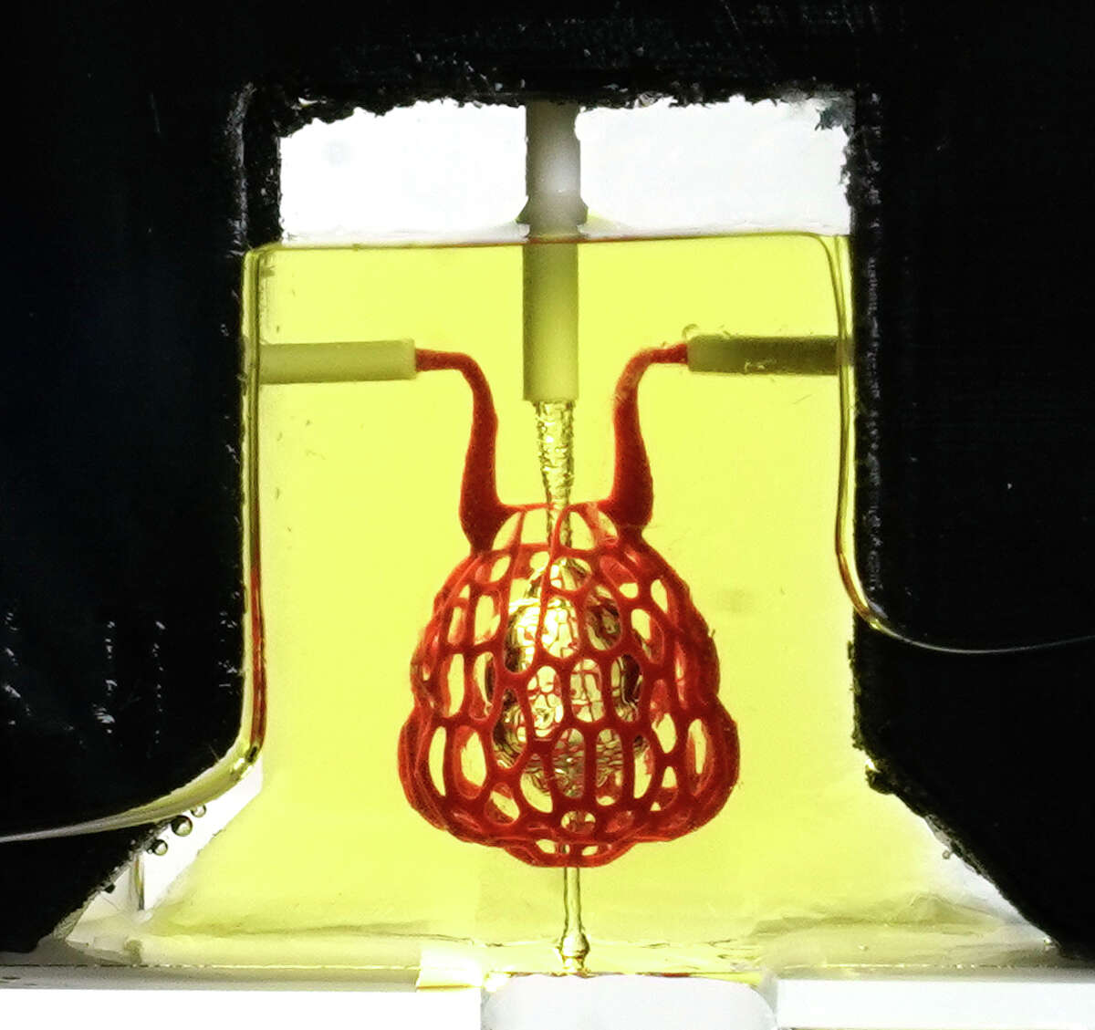 A 3D printed hydrogel model of a lung-mimicking air sac in which airways deliver oxygen to surrounding blood vessels is shown in the Rice University's BRC lab where they Tuesday, April 30, 2019, in Houston.