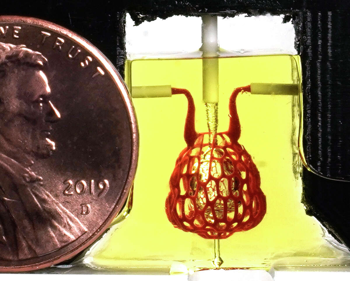 A penny is shown beside a 3D printed hydrogel model of a lung-mimicking air sac in which airways deliver oxygen to surrounding blood vessels is shown in the Rice University's BRC lab where they Tuesday, April 30, 2019, in Houston.
