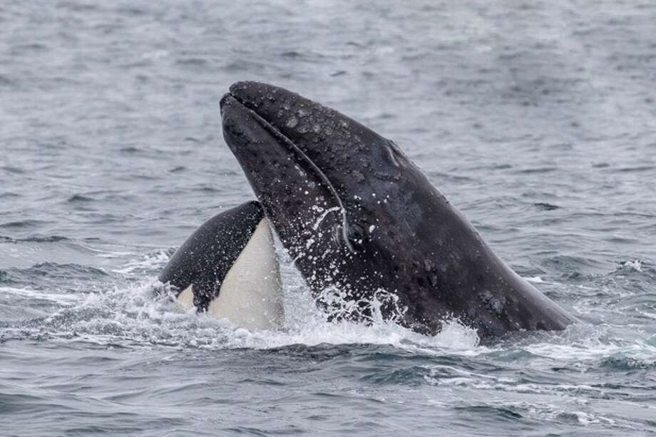 'Friendly pod' of killer whales ram and kill gray whale near Carmel Bay