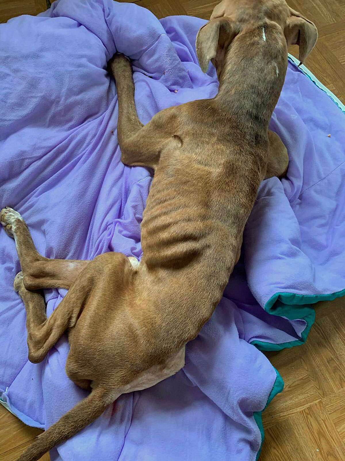 Monster, a dog that was under the care of Amr Wasfi, 74, of Derby, a vet at Black Rock Animal Hospital in Bridgeport. Police said Monster lost 17 pounds while at the facility, and that Wasfi performed an unnecessary medical procedure on the dog.