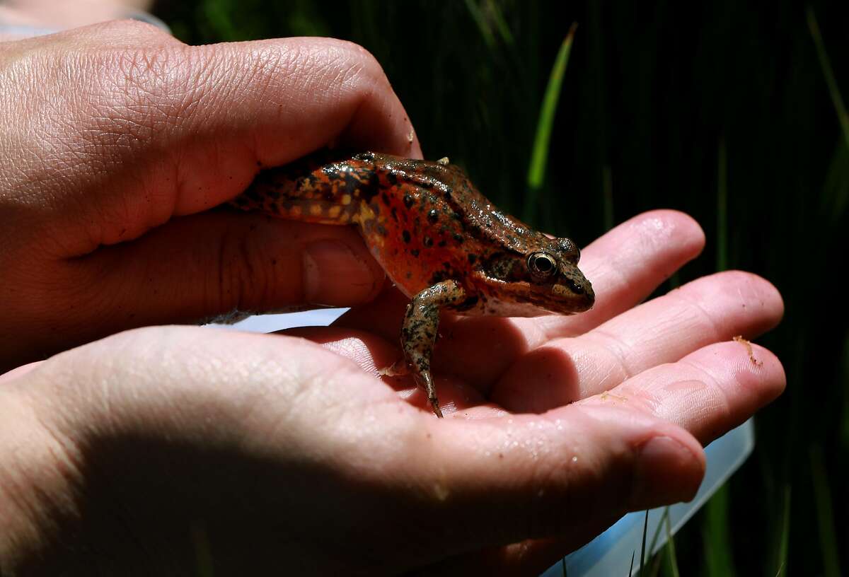 Jarrod Willis, conservation special projects supervisor with the San Francisco Zoo, holds a native reg-legged frog before it's released into the water in Cook's Meadow at Yosemite National Park in Yosemite, Calif., on Friday, May 3, 2019. Biologists at Yosemite National Park released frogs, raised at the San Francisco Zoo, into the creeks and waterways in the valley. It's part of a major effort to restore the native populations of the native Sierra species after they were killed off by invasive bullfrogs and a lethal fungus.