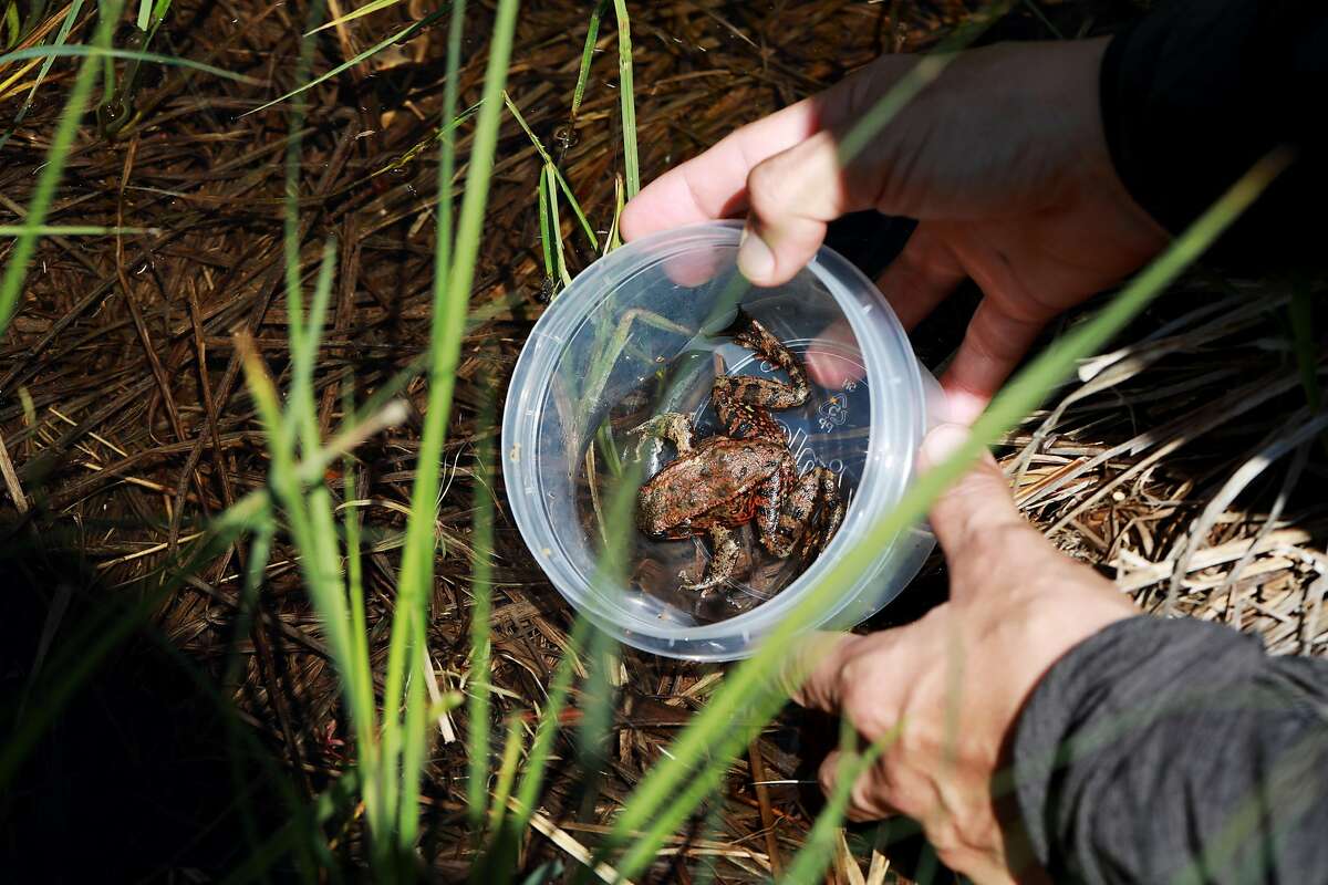 A native reg-legged frog is released in the water in Cook's Meadow at Yosemite National Park in Yosemite, Calif., on Friday, May 3, 2019. Biologists at Yosemite National Park released frogs, raised at the San Francisco Zoo, into the creeks and waterways in the valley. It's part of a major effort to restore the native populations of the native Sierra species after they were killed off by invasive bullfrogs and a lethal fungus.