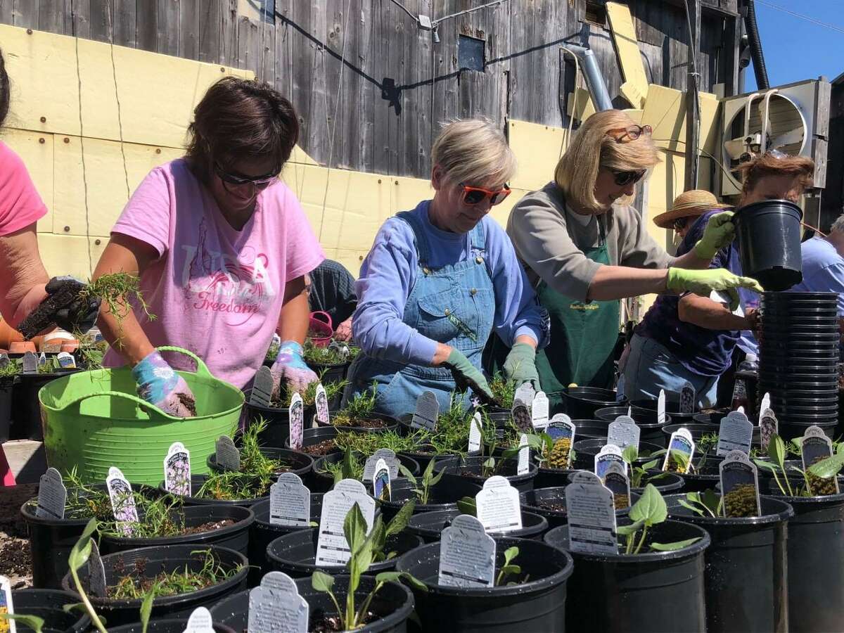 Lisa DiNardo, left, Pat Robik, center, and Dee Blewett prepare plants for the Ode Ripton Garden Club’s annual plant sale this month.
