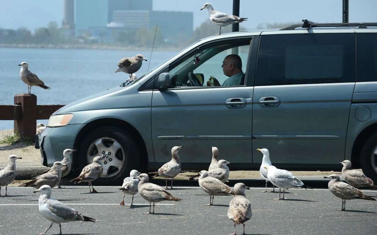 A man has lunch at Calf Pasture Beach on Thursday while seagulls wait for offerings.