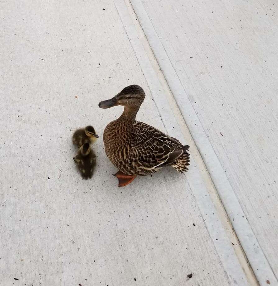 Uconn Firefighters Rescue 8 Ducklings Reunited With Mom Laredo Morning Times