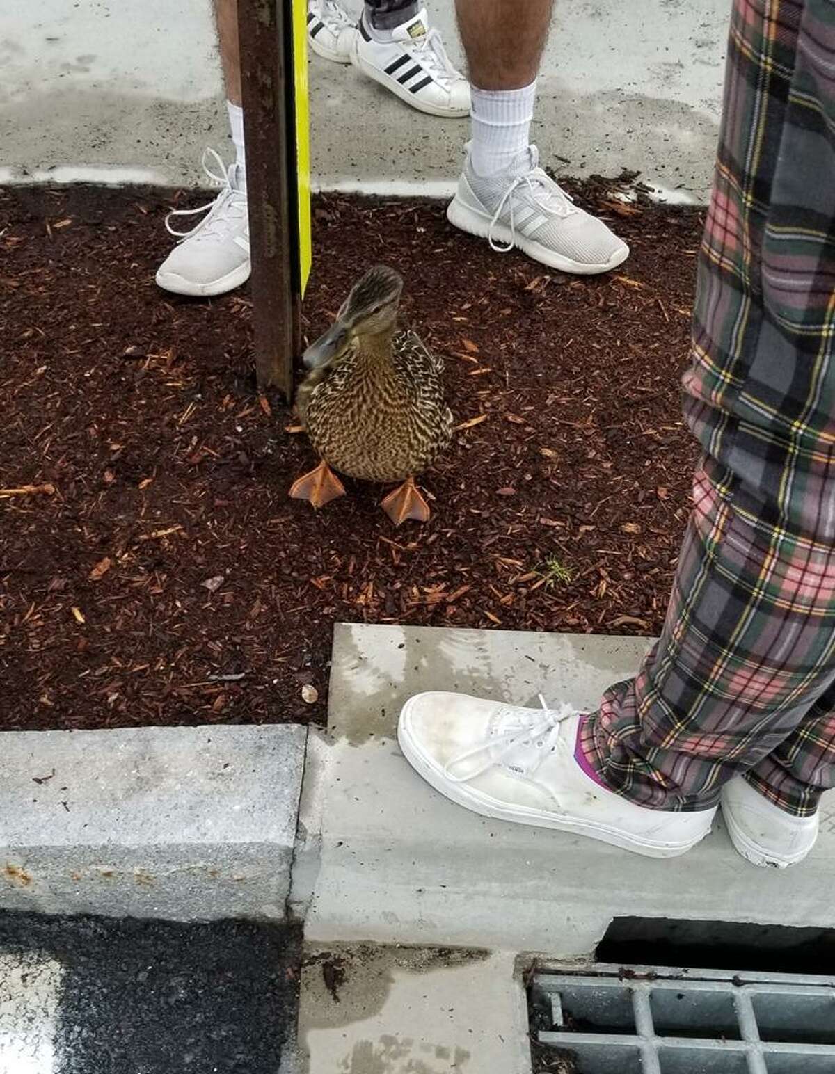 Uconn Firefighters Rescue 8 Ducklings Reunited With Mom 