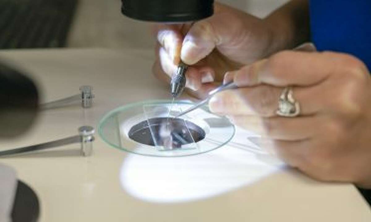 'Mosquito assassins' unleashed in Harris County to target exotic