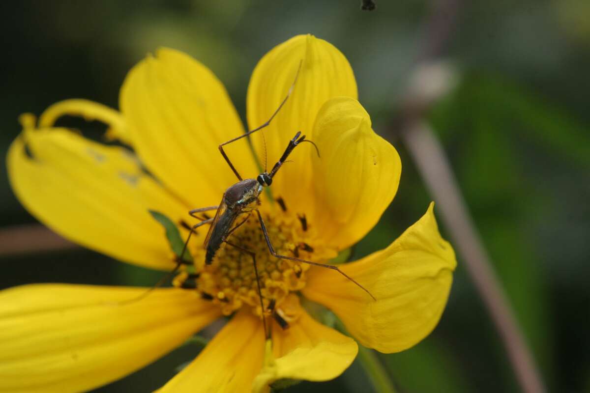 'Mosquito assassins' unleashed in Harris County to target exotic