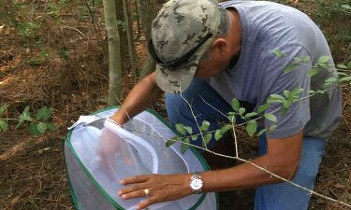 'Mosquito assassins' unleashed in Harris County to target exotic