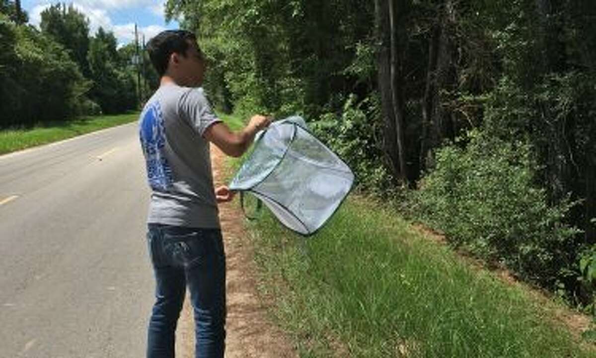 'Mosquito assassins' unleashed in Harris County to target exotic