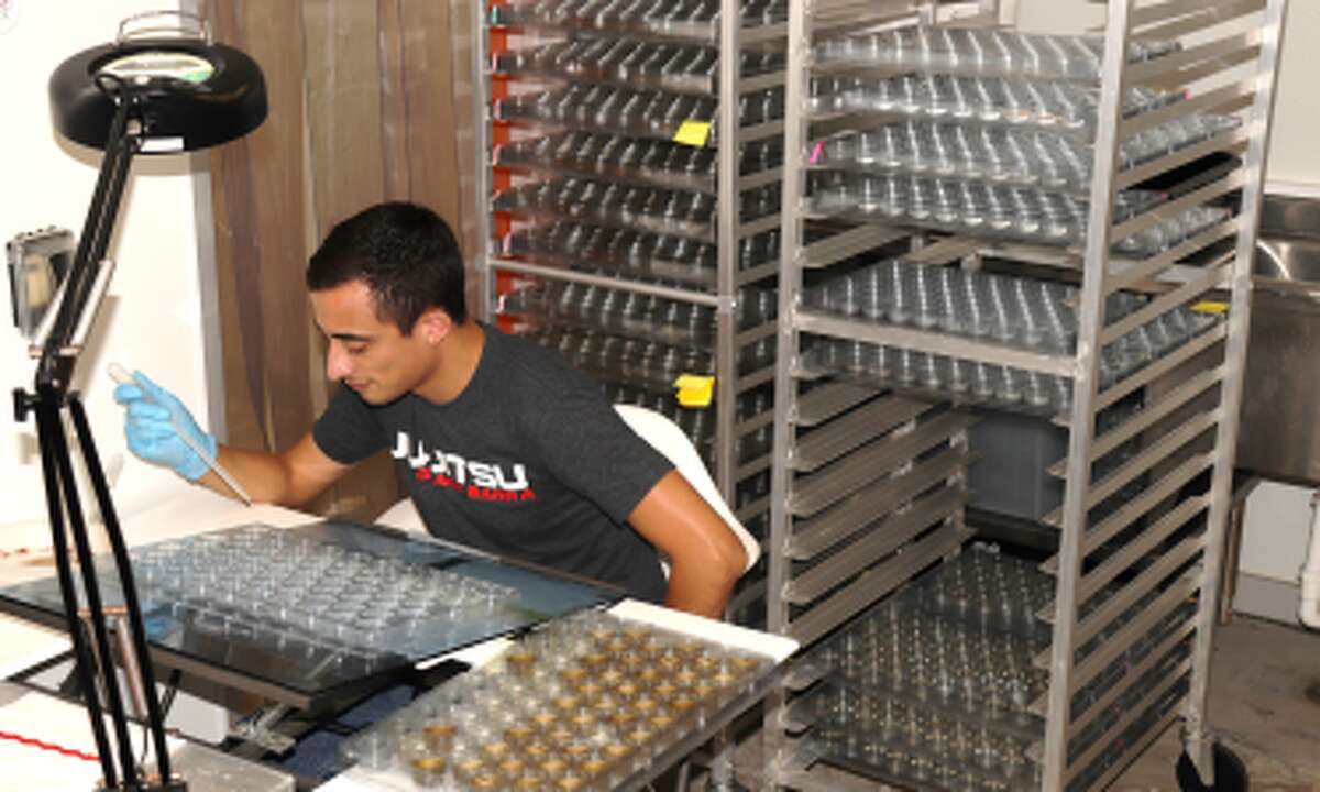 'Mosquito assassins' unleashed in Harris County to target exotic