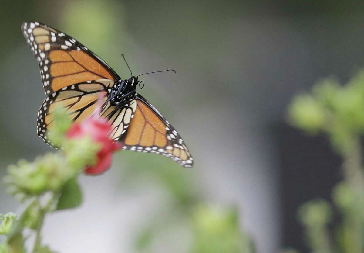 A monarch butterfly stops on a turkscap in Lauren Simpson’s front yard where she planted native plants in her garden to aid pollinators and attract wildlife on Wednesday, Sept. 5, 2018 in Houston.