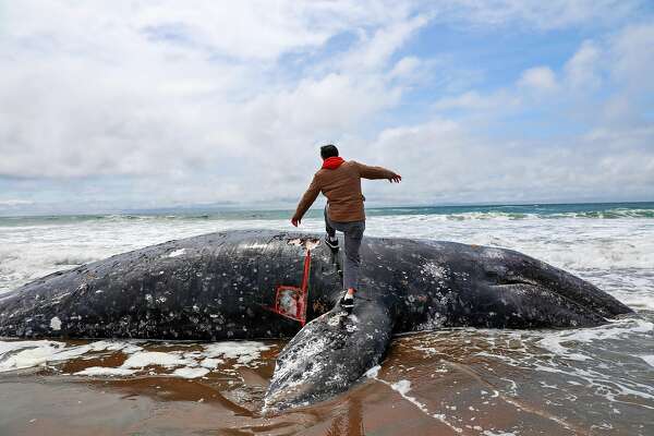 Dead Gray Whale Washes Up On Ocean Beach In San Francisco