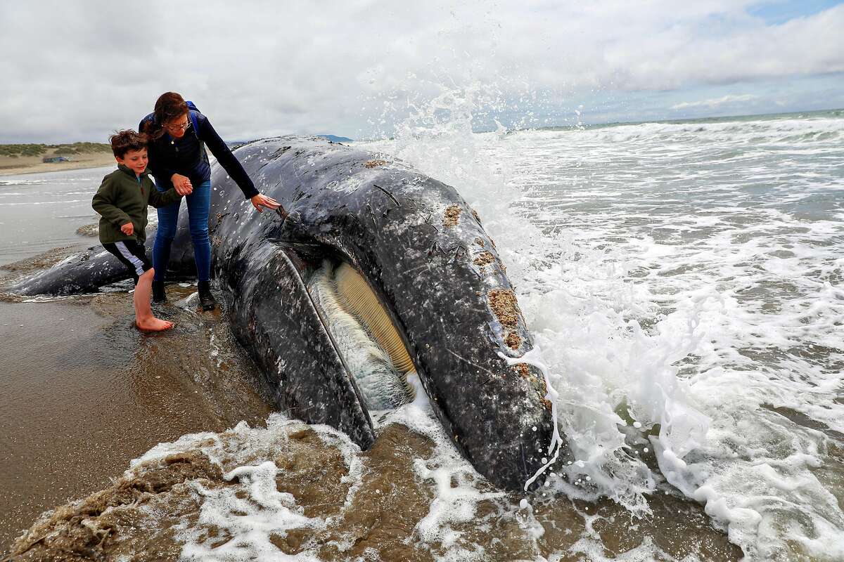 Dead Gray Whale Washes Up On Ocean Beach In San Francisco