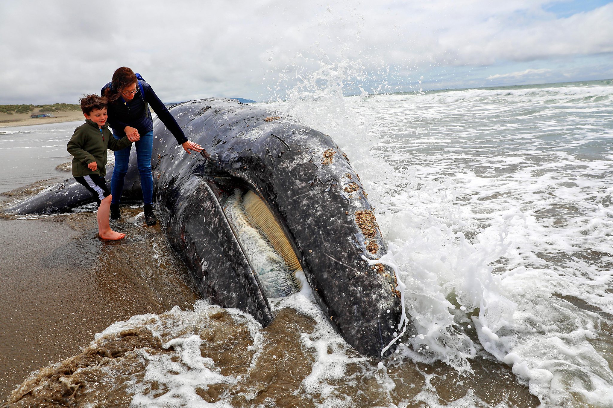 Dead gray whale washes up on Ocean Beach in San Francisco