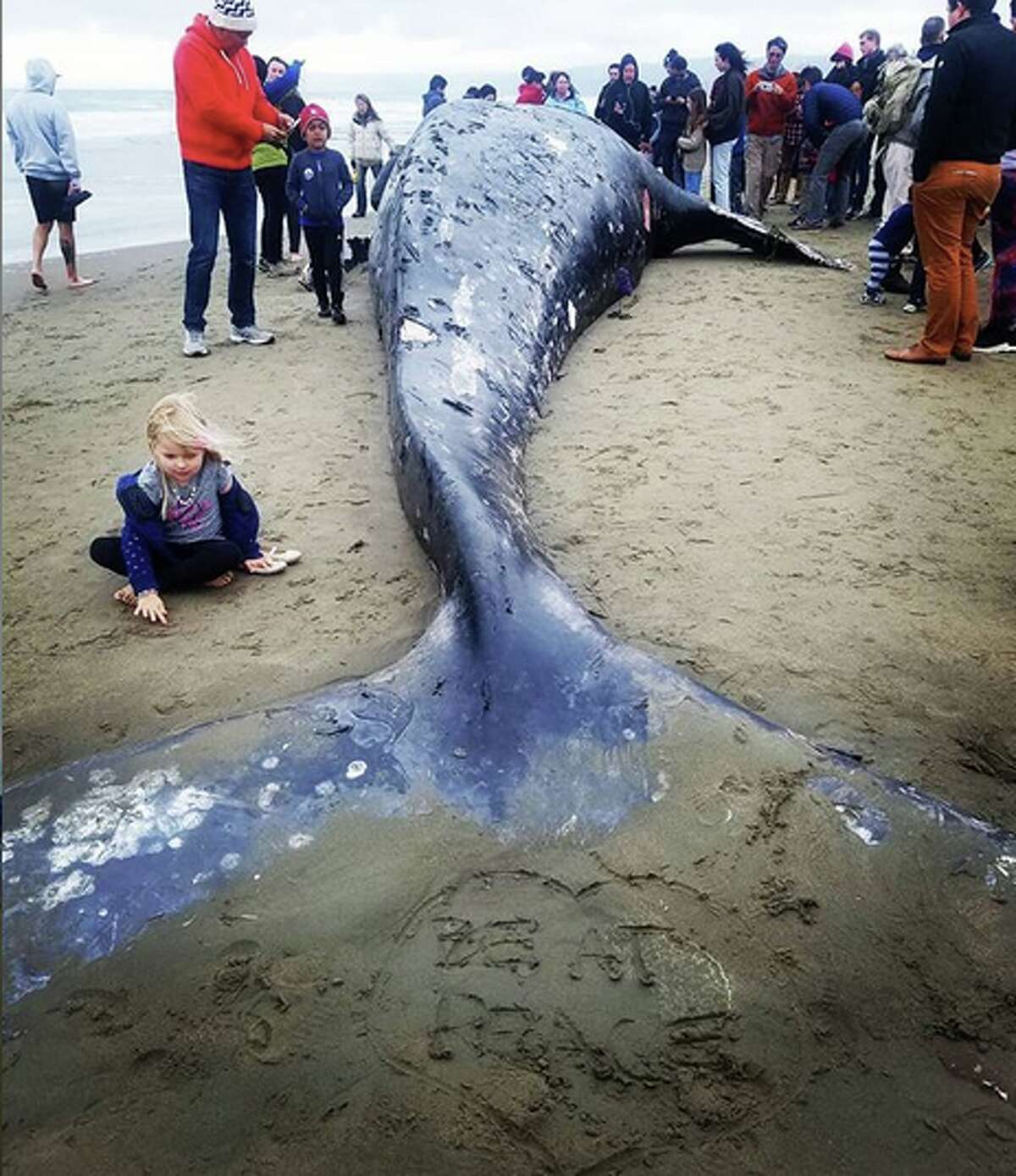 A Dead Gray Whale Washed Up At Sfs Ocean Beach Should You Go See It 