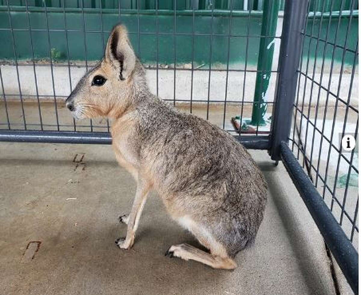 Deer, rabbit or dog? Mystery animal rescued in Katy