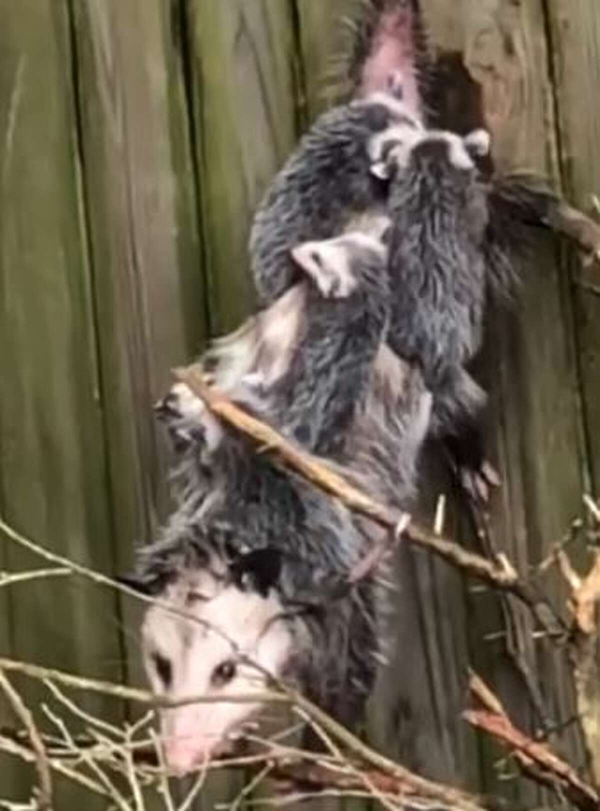 Video shows adorable momma opossum caring for babies despite being